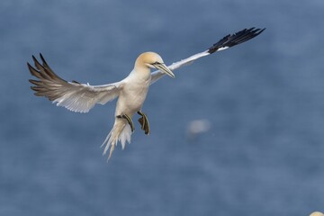Northern gannet (Morus bassanus) approaching, Heligoland, Schleswig-Holstein, Germany, Europe