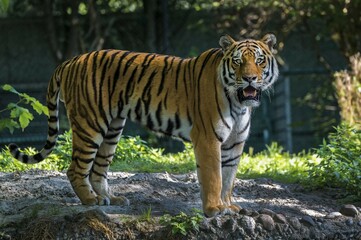 Siberian tiger (Panthera tigris altaica), captive, Bavaria, Germany, Europe