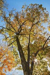 Yellow foliage on Maple (Acer), autumn, Bavaria, Germany, Europe