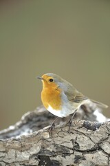 Robin (Erithacus rubecula)