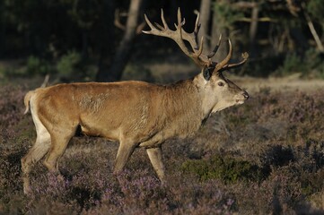 Red deer (Cervus elaphus), top dog, rutting season in the Hoge Veluwe National Park, Hoenderloo, Netherlands, Europe