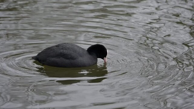 Coot (Fulica atra) dipping its beak repeatedly in a lake, presumably drinking. January, London, UK [Slow motion x5]