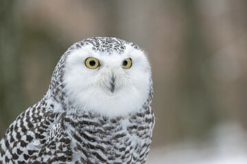 Snowy owl (Nyctea scandiaca), portrait, adult, captive, Czech Republic, Europe