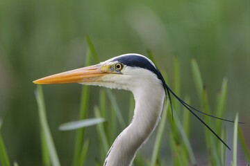 Grey Heron (Ardea cinerea), Germany, Europe
