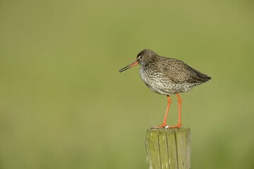 Common Redshank (Tringa totanus), perched on a post, Texel, The Netherlands, Europe
