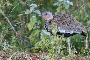 Black-bellied bustard (Lissotis melanogaster), Tsavo West National Park, Kenya, Africa