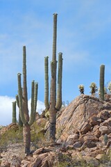 Saguaro Cacti (Carnegiea gigantea), Saguaro National Park, Sonora Desert, Tucson, Arizona, USA, North America