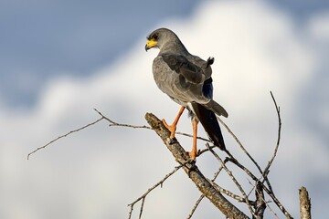 Eastern Chanting Goshawk (Melierax poliopterus), Tsavo West National Park, Kenya, East Africa, Africa