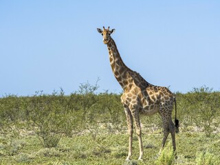 Giraffe (Giraffa camelopardalis) in the bush, near Okaukuejo, Etosha National Park, Namibia, Africa