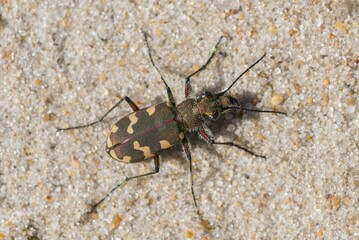 Northern dune tiger beetle (Cicindela hybrida) in sand, Henne Strand, Region Syddanmark, Denmark, Europe
