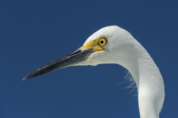 Snowy Egret (Egretta thula), portrait, Everglades National Park, Anhinga Trail, Florida, USA, North America