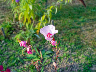 Pale purple flowers in garden