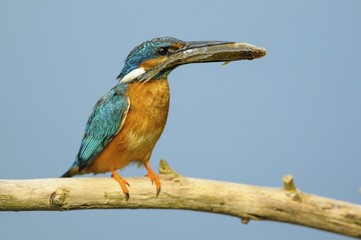 Common kingfisher (Alcedo atthis) with fish, Spree near Cottbus, State of Brandenburg, Germany,...