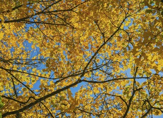 Yellow foliage on Maple (Acer), autumn, Bavaria, Germany, Europe