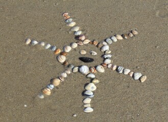 Cockles (Cerastoderma edule) arranged in the shape of a sun in the sand, North Holland, The...