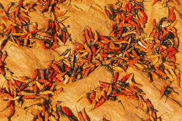 Chillies drying in sun, Nong Khiaw, Luang Prabang, Laos, Asia