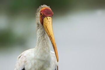 Yellow-billed stork (Mycteria ibis) portrait, front view, Masai Mara, National park, Kenya, Africa