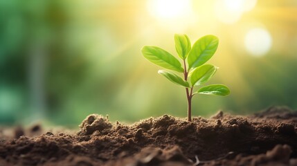 Fototapeta premium Green seedling illustrating concept of new life and green investment opportunities.