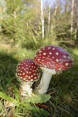 Fly Agaric (Amanita muscaria), Rømø, Denmark, Europe