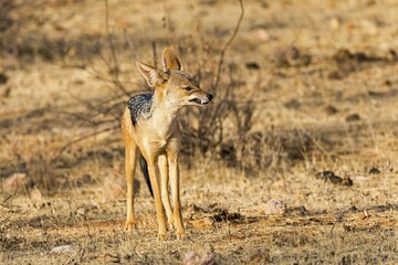 Black-backed jackal (Canis mesomelas) snarling, Samburu National Reserve, Kenya, Africa