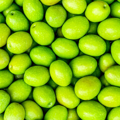 Food background of Fresh Harvested Green Olive for olive oil production pattern texture. Raw fruit for olive oil. Green backdrop of autumn season olive crop