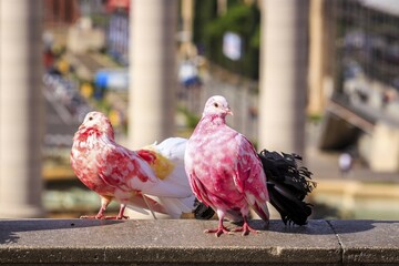 Two colorful pigeons (Columba) in Placa Espanya, Barcelona, Spain, Europe