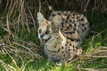 Serval (Leptailurus serval), age 2 years, captive