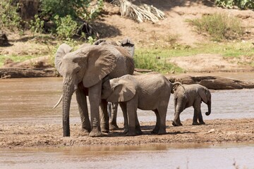 Fototapeta premium African elephants (Loxodonta africana) on the river, Samburu National Reserve, Kenya, Africa