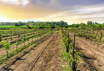 beautiful evening garden farmland during sunset with rows of young green growth of fruit trees and lines of plants on rural plantation landscape