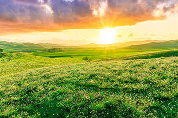 Fototapeta premium beautiful rural landscape of green spring or summer season valley with flowering green hills and meadow and nice scenic sunset on background