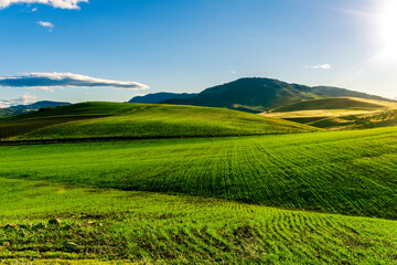 Green spring landscape with field and grass. Fairytale minimalist landscape with young growth on green background. Natural rural landscape in green.