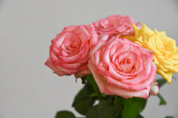 ピンクと黄色のばら