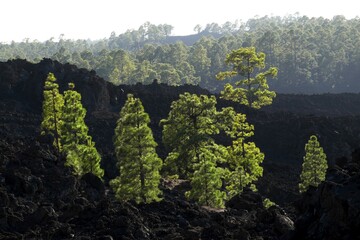 Canary Island pines (Pinus canariensis) in black volcanic landscape, Teide National Park, Tenerife,...