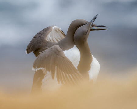 Love birds mating - Common Murre (Uria aalge)