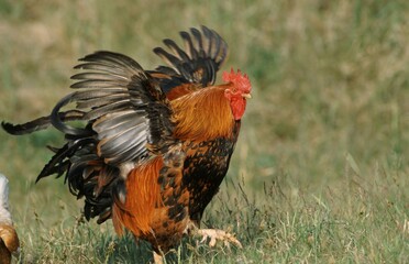 Free-range domestic fowl, rooster, Texel Island, Netherlands
