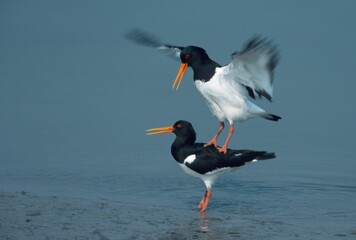 Oystercatcher, pair, mating, Schleswig-Holstein, Germany (Haematopus ostralegus)