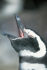 Magellanic Penguin, Sea Lion Island, Falkland Islands / (Spheniscus magellanicus)