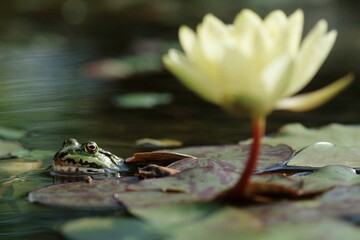Edible Frog, Baden-Wurttemberg, Germany / (Rana esculenta)