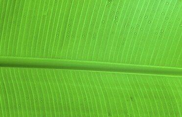 Banana leaf detail (Musa cavendishii)