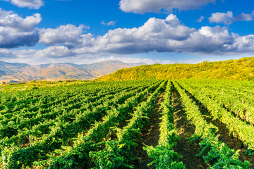 green rows of wineyard with grape on a winery during sunset with amazing mountains and clouds on background