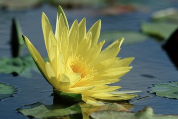 Water-lily / (Nymphaea spec.)