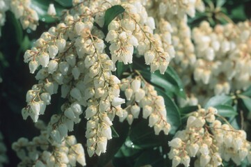 Japanese Pieris (Pieris japonica)