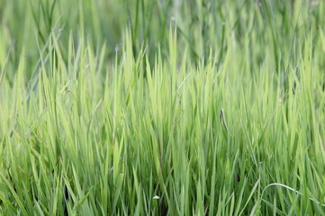Blades of Grass