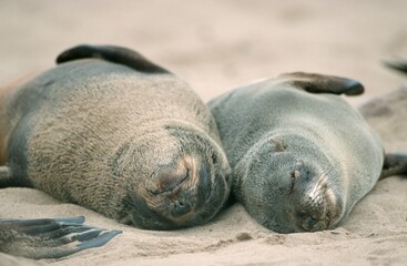 South African Fur Seals, Cape Cross, Namibia (Arctocephalus pusillus)