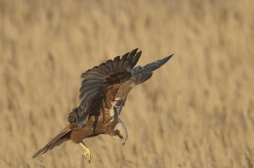 Female Western Marsh Harrier (Circus aeruginosus) in flight