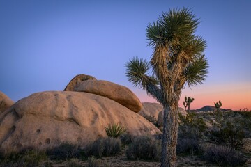 Desert Landscape, Joshua Trees (Yucca brevifolia) and Sunset Bouldering, Huge Granite Rocks, Rock...