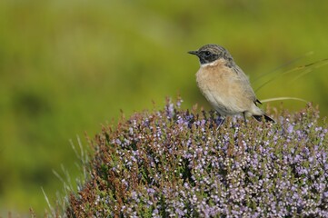Young male African Stonechat (Saxicola torquatus)