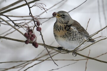 Fieldfare (Turdus pilaris)