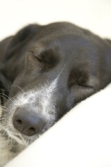 Crossbreed dog, female, dozing
