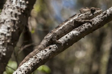 Oustalet's Chameleon or Malagasy Giant Chameleon (Furcifer oustaleti), Zombitse National Park, Madagascar, Africa